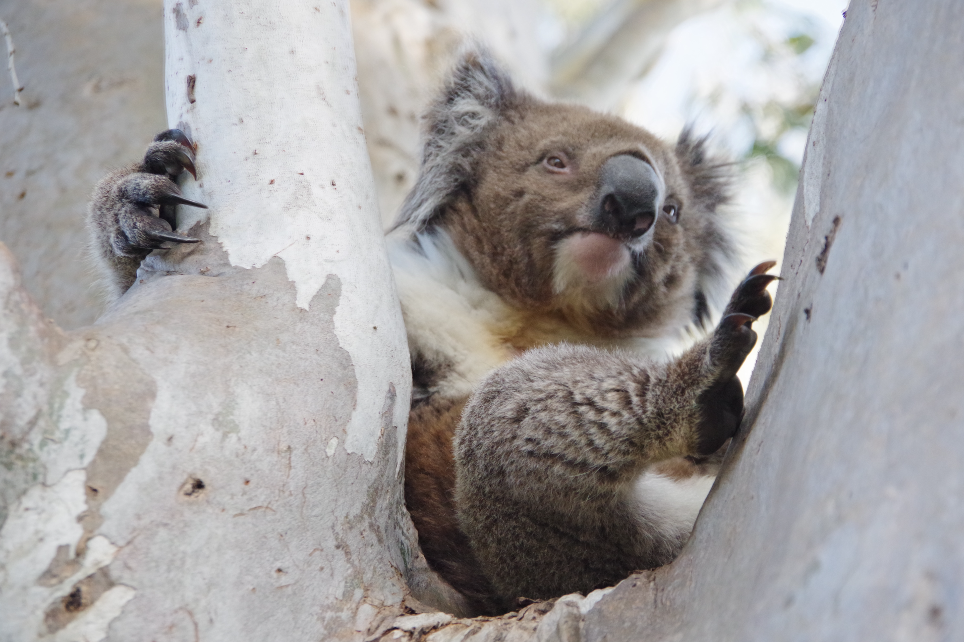 Local Koala Bears Thriving